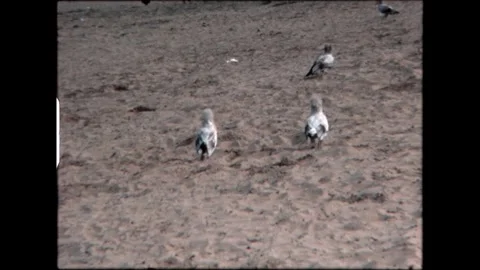 Birds on Sandy Ground Video stock 276293332