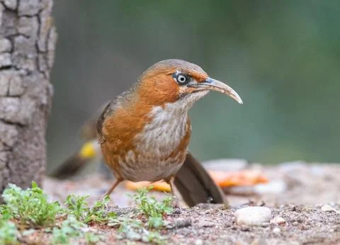 The birds of sattal and Uttarakhand Foto stock