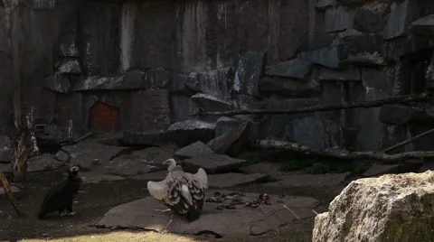 Birds scavengers Stock Footage 50097992