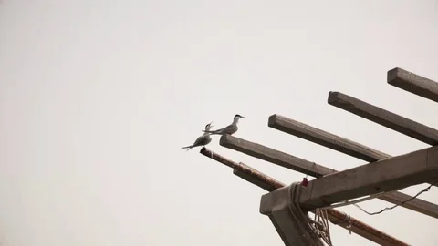 Birds screaming over old Ship Stock Footage 74166103
