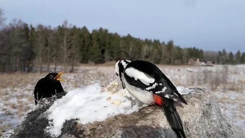 Birds screeching at each other. Video stock 256151110