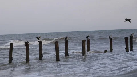 Birds on the sea Stock Footage