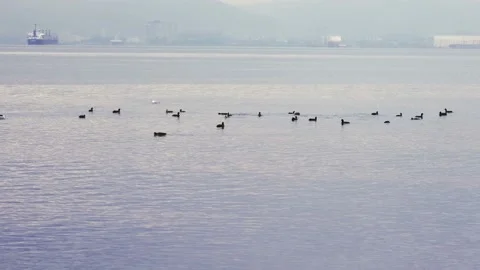 Birds on sea Stock Footage 172172880