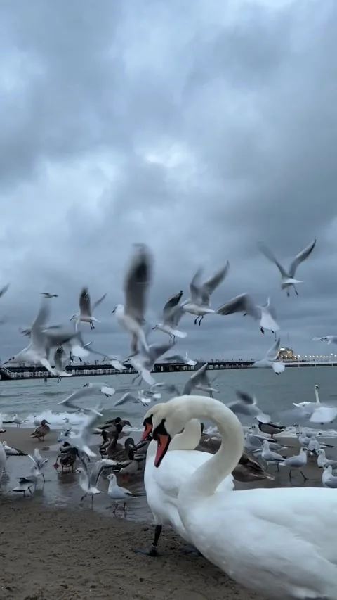 Birds on the sea Stock Footage 234900222