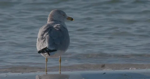 Birds, Seagull Stock Footage 102515683