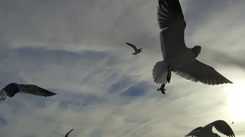 Birds Seagulls Flying 스톡 동영상 167344667