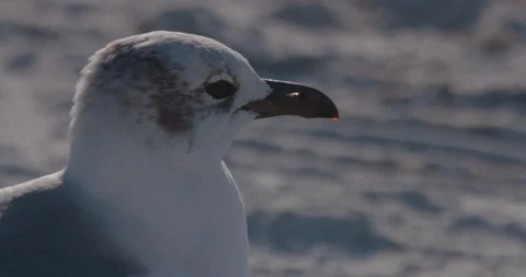 Birds, Seagulls Stock Footage 102515237