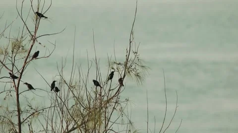 Birds By The Seaside on the branches Stock Footage 56246988