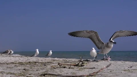 Birds on the seaside Stock Footage 75456208