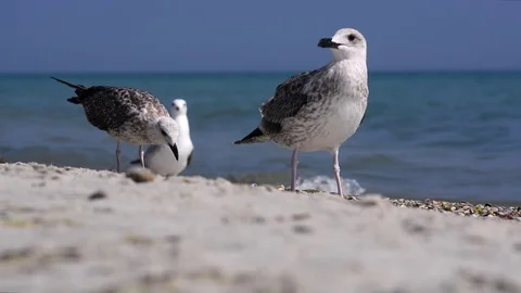 Birds on the seaside Stock Footage 75458272