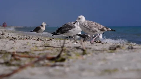 Birds on the seaside Stock Footage 75629878