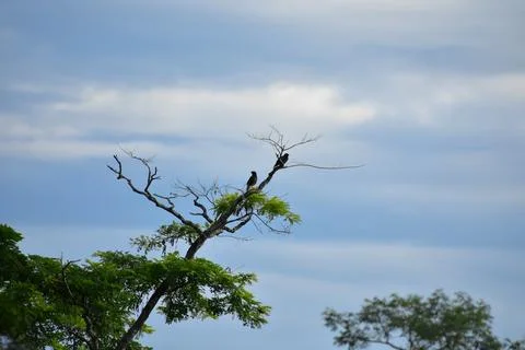 Birds seated on tree Foto stock