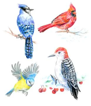 Birds set. Stock Illustration