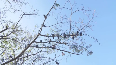 Birds settle on a tree Stock Footage 81817380