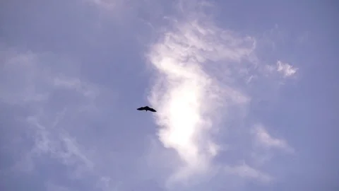 Birds on seychelles 库存影片 83794071