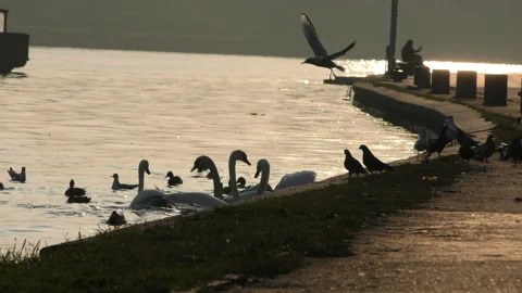 Birds by the shore Stock Footage 91067113