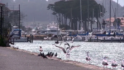 Birds on the Shore Stock Footage 98681817