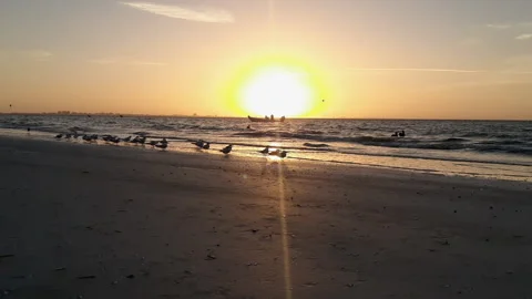 Birds on the Shoreline Stock Footage 149612787
