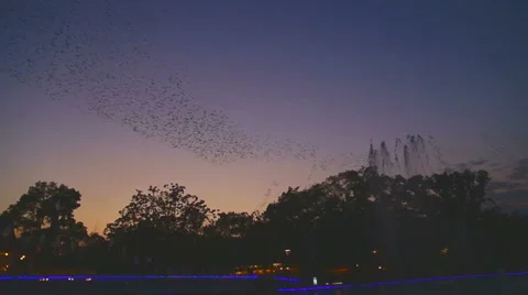 Birds show Stock Footage 62941079