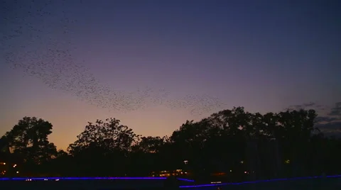 Birds show NİGHT Stock Footage 62942301