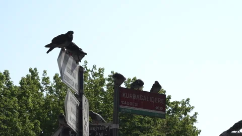 Birds on signposts Stock-Footage 311481599
