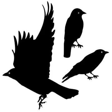 Birds Silhouette template set. plus EPS10 Stock Illustration