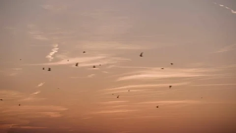 Birds silhouetted against dusk sky migrating - one bird got in opposite Stock Footage 89944707