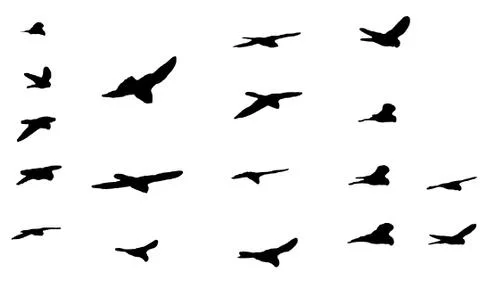 Birds silhouettes 스톡 일러스트