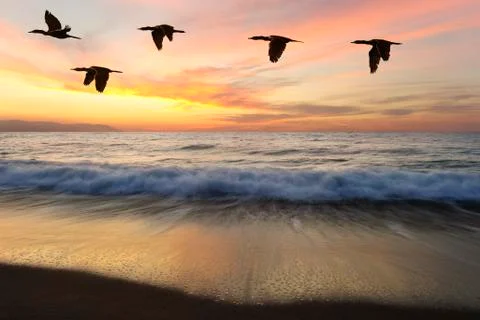 Birds Silhouettes Stock Photos