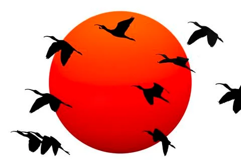 Birds Silouettes Stock Illustration