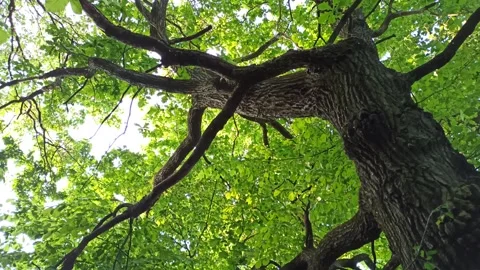 Birds sing in the thick branches of oak tree in spring. Summer birdsong Video stock 302306180