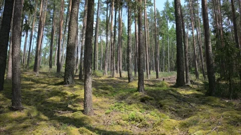 Birds singing in calm forest Stock Footage 292359731