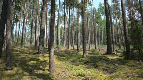 Birds singing in calm forest Stock Footage 292912127