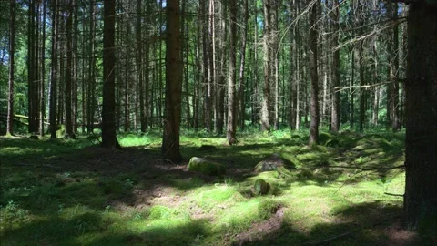 Birds singing in calm forest Stock Footage 295335548