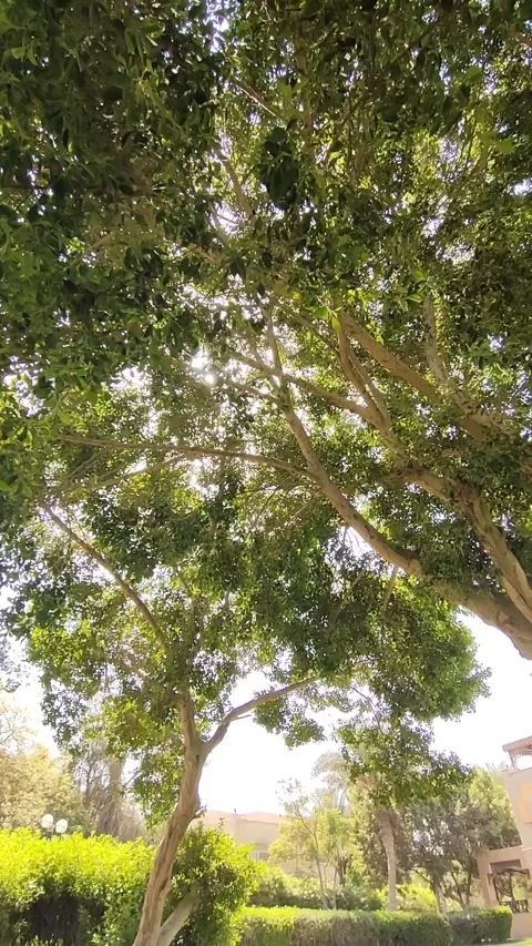 Birds singing Stock Footage 288800713