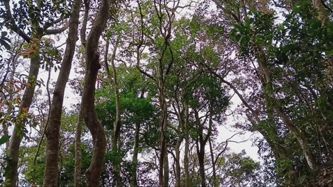 Birds singing in forest with beautiful tall trees Stock Footage 268954465