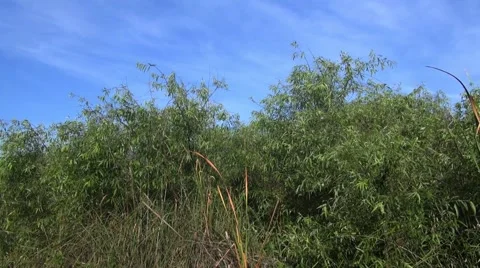Birds singing Shark Valley Stock Footage 48269873