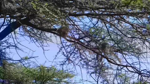 BIRDS SINGING ON TOP OF TREES WHERE THERE NESTS RESIDES Stock Footage 314973059