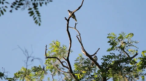 Birds singing on a tree Stock Footage 33878132