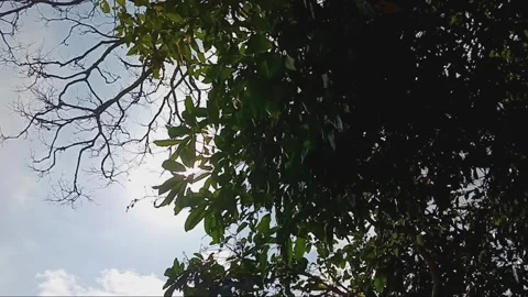 Birds singing under the sun Stock Footage 265044017