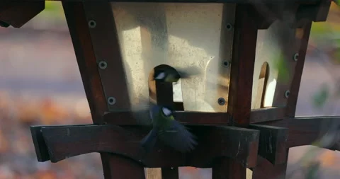 Birds sit and fly over feeder Vidéo 221273371