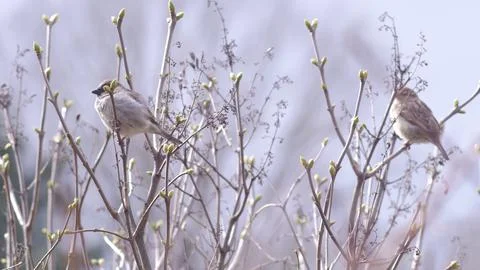 Birds sit on branches in spring Stock Photos