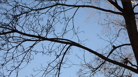 Birds sit on the branches of trees in the spring in the early morning Video stock 88528415