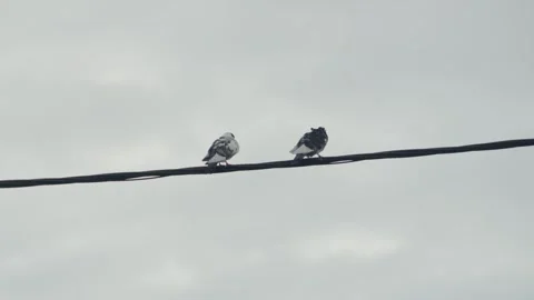 Birds sit on a cable Stock Footage 317885083