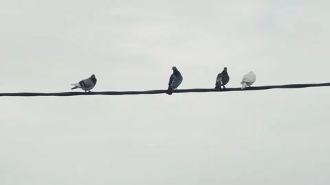 Birds sit on a cable Stock Footage 317885084