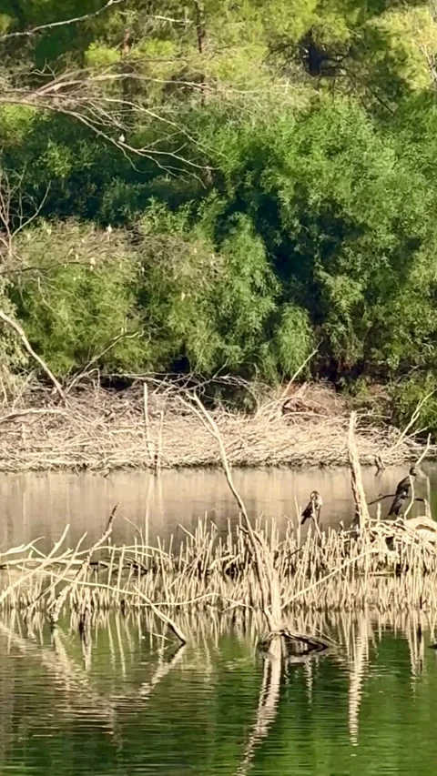 Birds sit on dead tree branches in calm water Video stock 334593446