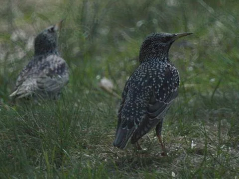 Birds sit on the ground. Stock-Fotos