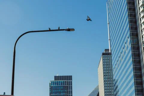 Birds sit on a streetlight while another bird flies in the sky. Tall building Stock Photos