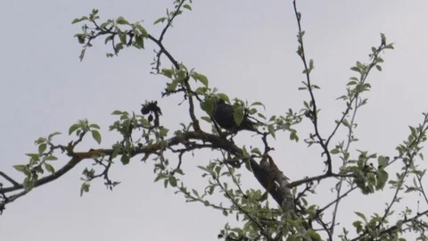 Birds sit on trees Stock Footage 108395137