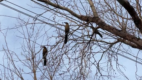 Birds Sitting on Bare Tree Branches 스톡 동영상 325045780